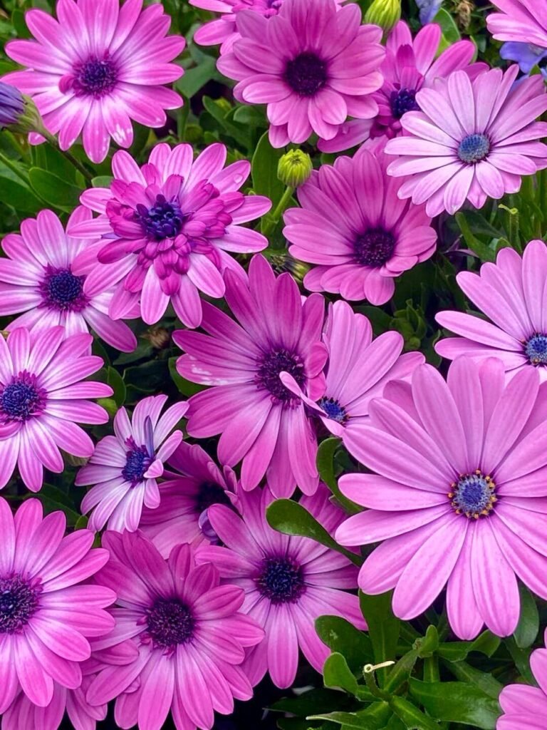 vibrant pink african daisies in bloom