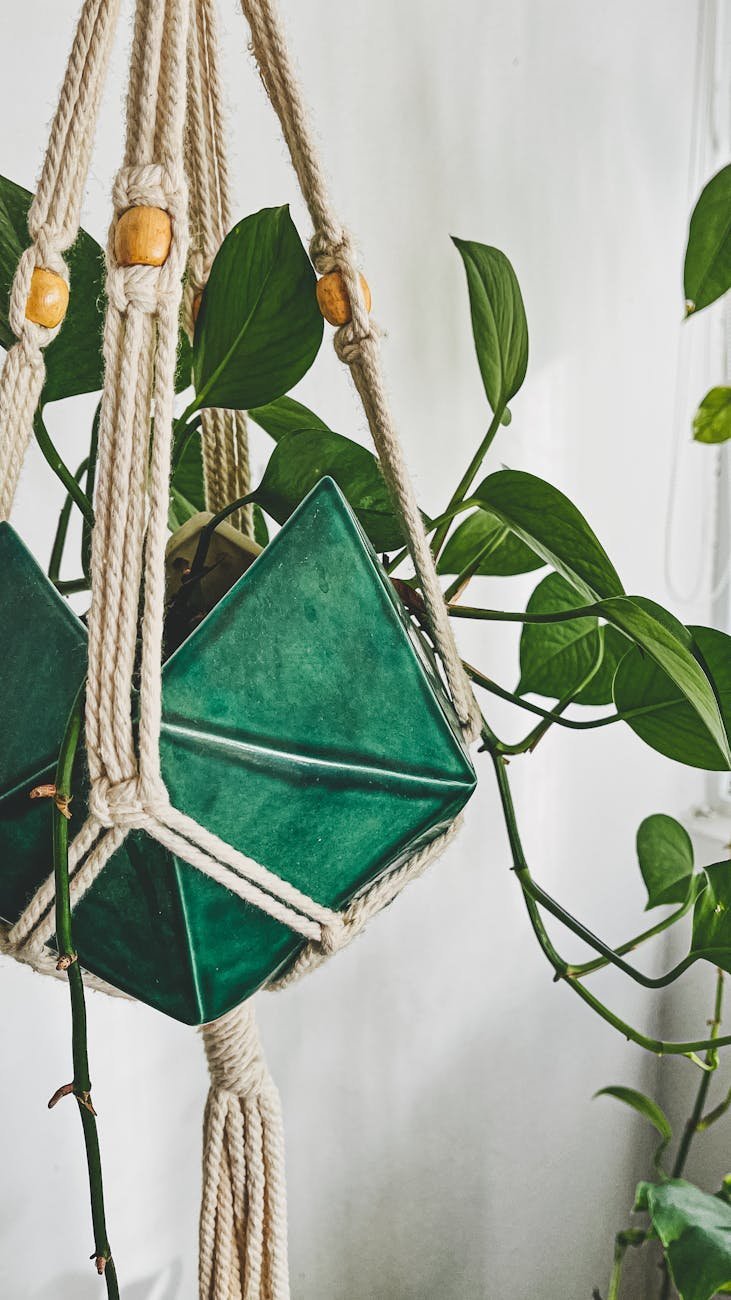 close up shot of a hanging plant